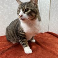 性格の良さが顔に出る！飼った事を後悔させない❤大吉