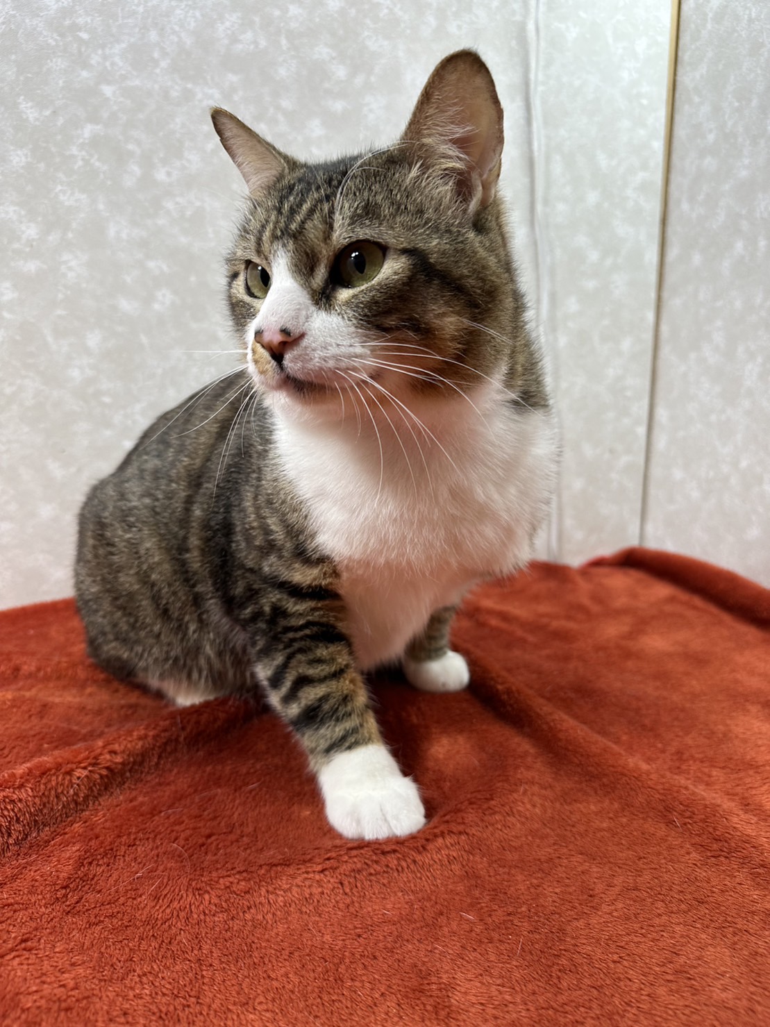 性格の良さが顔に出る！飼った事を後悔させない❤大吉