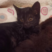 ママと離れて幸せ見つけにきた『ランちゃん』２ヵ月