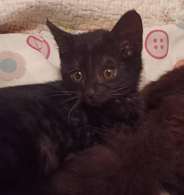 ママと離れて幸せ見つけにきた『ランちゃん』２ヵ月