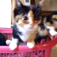 とても愛嬌のある可愛い三毛猫ちゃん