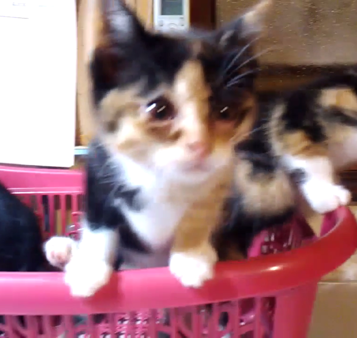 とても愛嬌のある可愛い三毛猫ちゃん