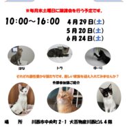保護猫譲渡会