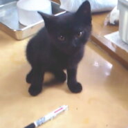 元気で可愛い黒猫くん