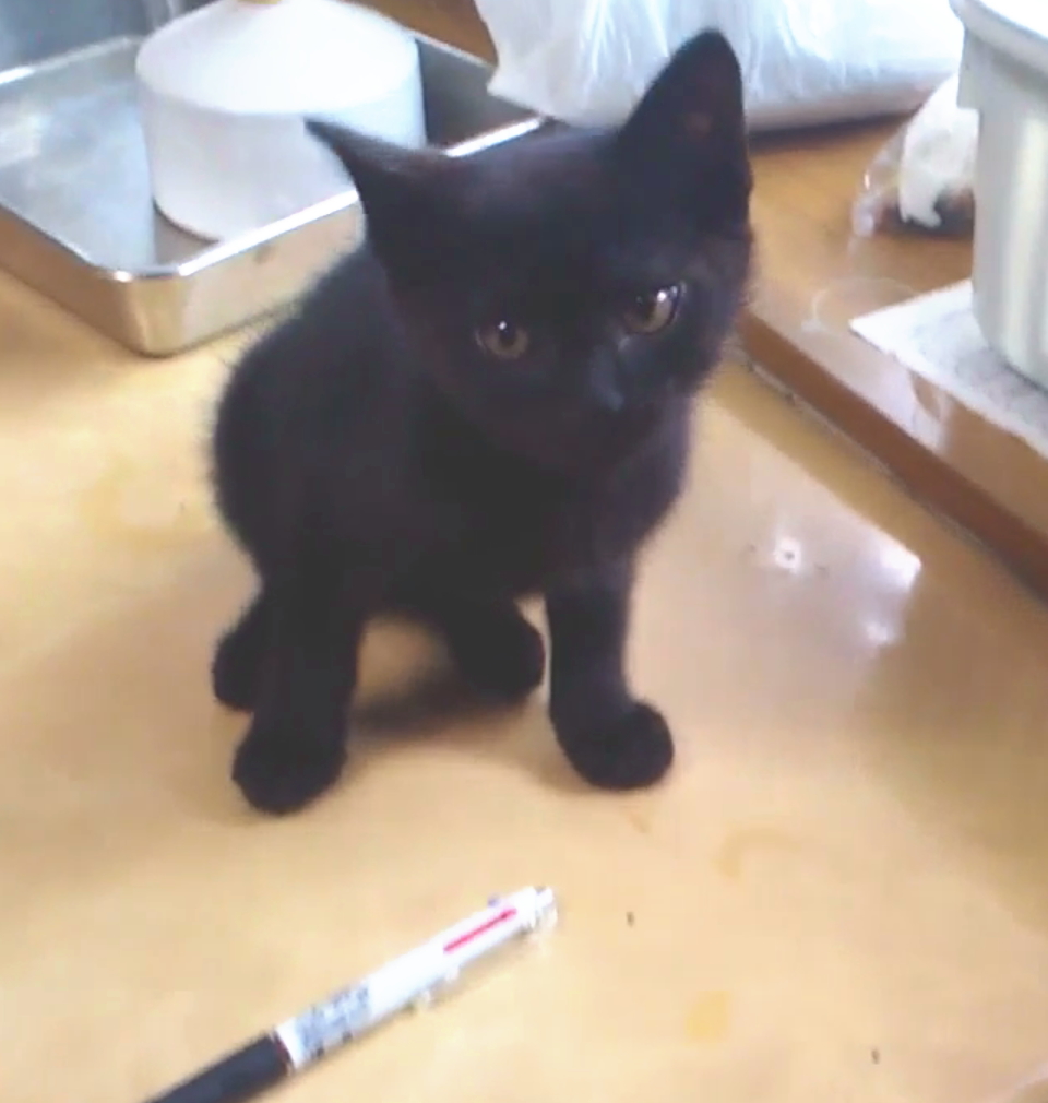 元気で可愛い黒猫くん