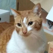 飼い主さん急逝‼大きいけど穏やかな『ラテ』