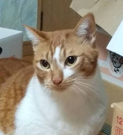 飼い主さん急逝‼大きいけど穏やかな『ラテ』