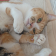 へそ天大好き・３才パインちゃん