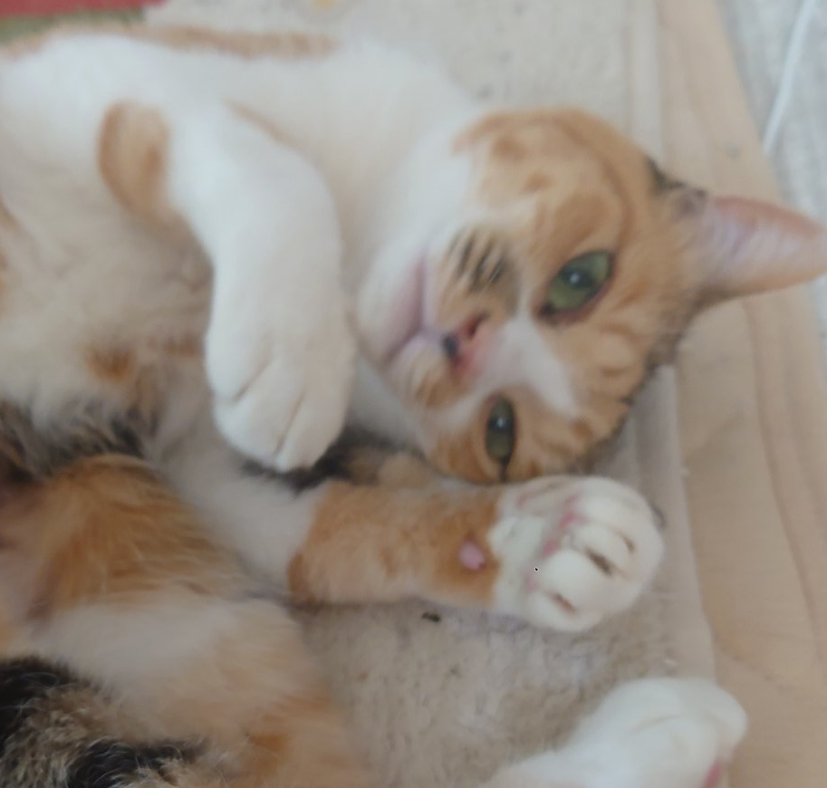 へそ天大好き・３才パインちゃん