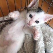 4/6生まれの蓮君