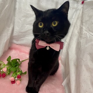 (^^♪甘えん坊♬黒猫の「ふく君」