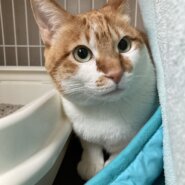 ずっと家族を待っている大きな茶白：福ちゃん