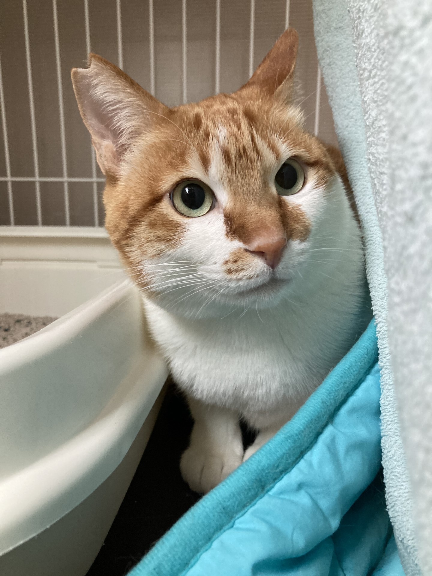 ずっと家族を待っている大きな茶白：福ちゃん