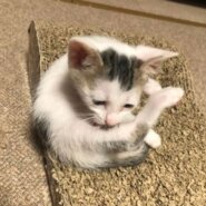 4/6生まれの蒼君