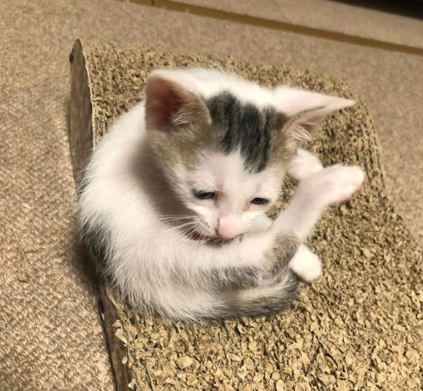 4/6生まれの蒼君