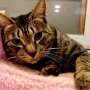 推定3歳・おっとり甘えんぼ♥チンちゃん