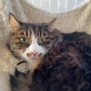 おやつのおねだりが可愛い♡長毛もふもふちゃん♬