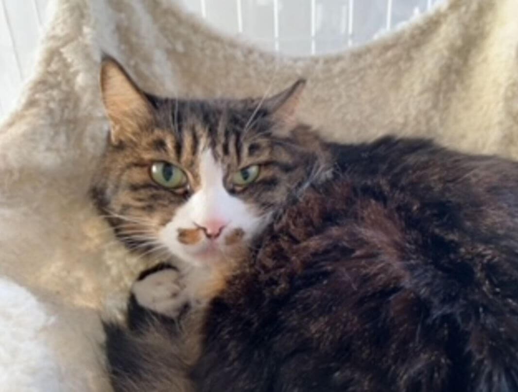 おやつのおねだりが可愛い♡長毛もふもふちゃん♬