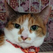 人気の三毛猫❤　とら美先輩