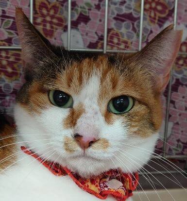 人気の三毛猫❤　とら美先輩