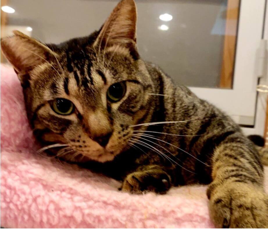 推定3歳・おっとり甘えんぼ♥チンちゃん