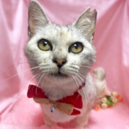 甘えん坊♪パステルカラーの美猫『小雪ちゃん』