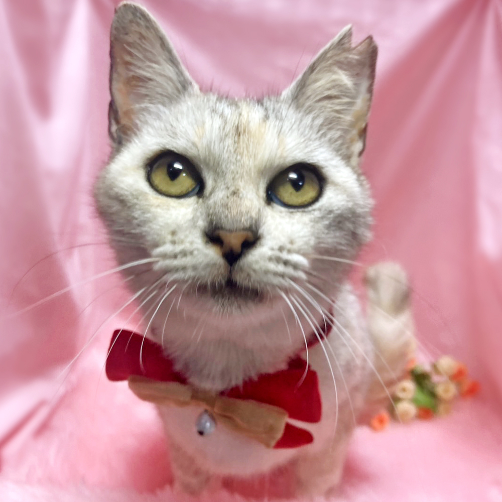 甘えん坊♪パステルカラーの美猫『小雪ちゃん』