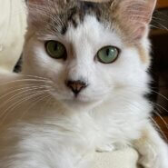 ひざ乗り猫 ♪ 長毛 ♪ てんちゃん 7ヵ月