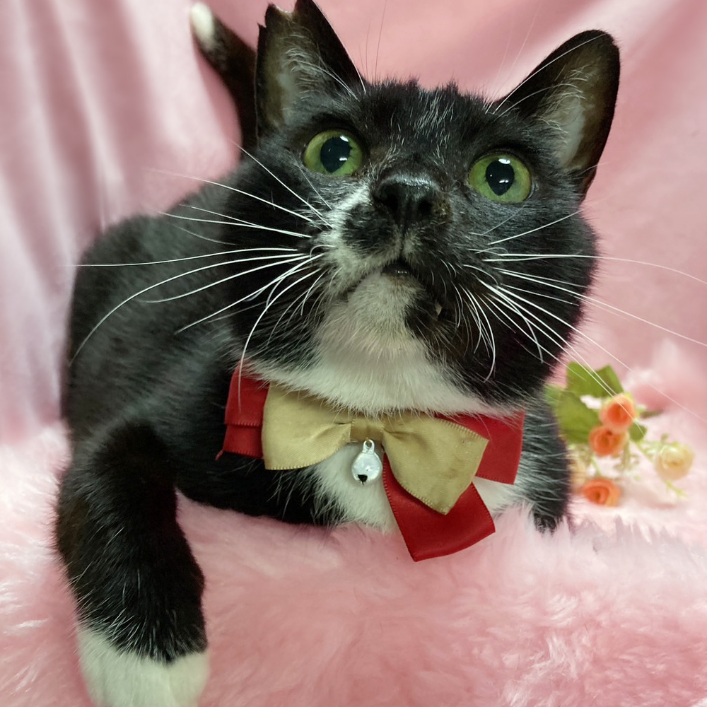 ダンディなのに犬みたいな甘えん坊『パパ』７歳