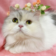 人間大好き！ふわふわ長毛パステル三毛『パフちゃん』