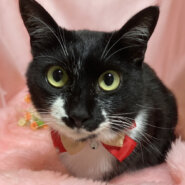 性格満点◎人懐っこい『ラムネちゃん』