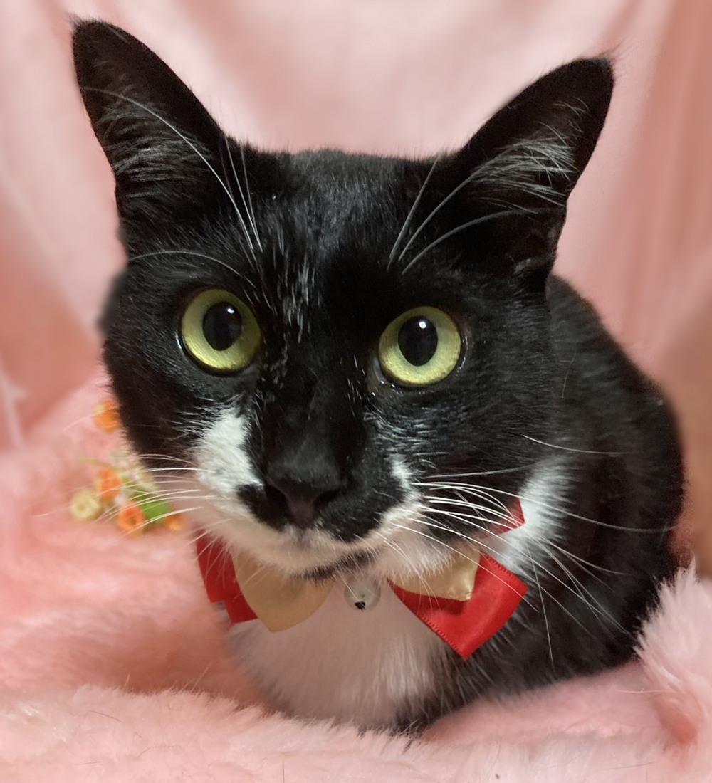 性格満点◎人懐っこい『ラムネちゃん』