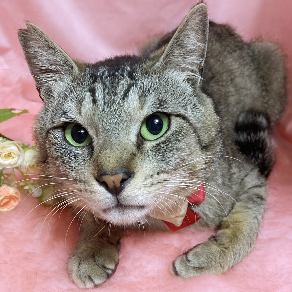 初心者向◎人懐っこい甘えん坊『トラ丸』