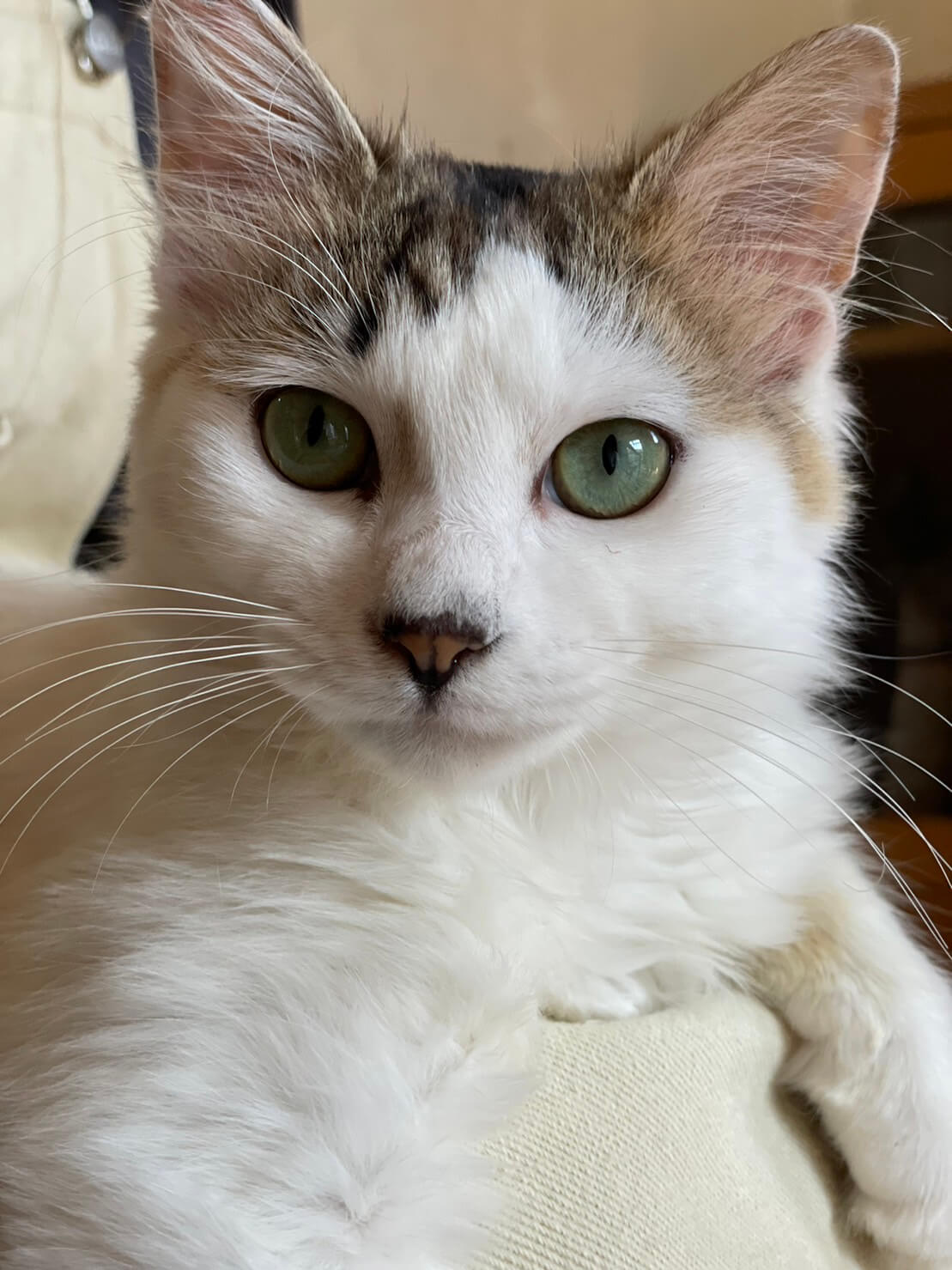 ひざ乗り猫 ♪ 長毛 ♪ てんちゃん 7ヵ月