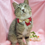 人間大好き♪フレンドリーな甘えん坊『めんま』