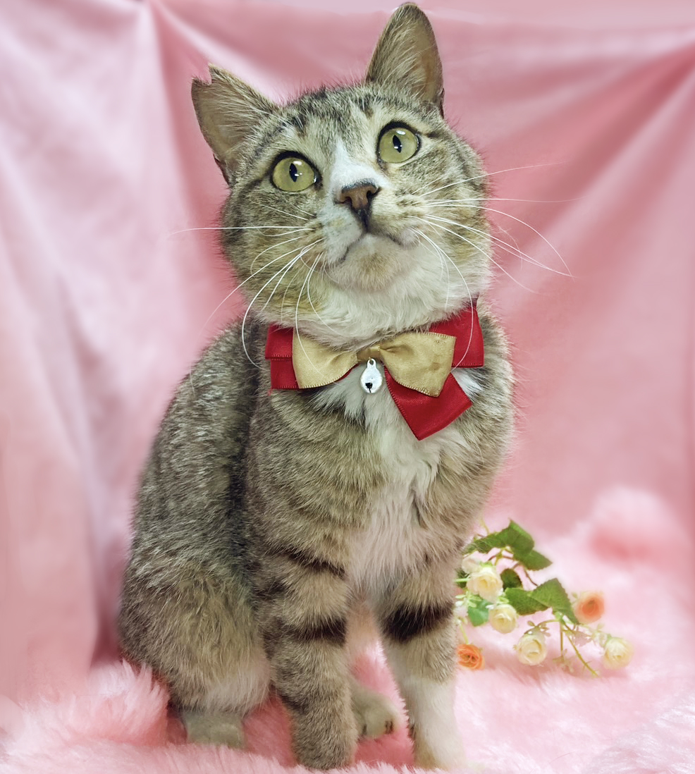 人間大好き♪フレンドリーな甘えん坊『めんま』