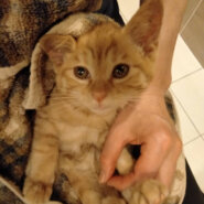 人気の茶トラ、ぷっくりもっちり『タンちゃん』