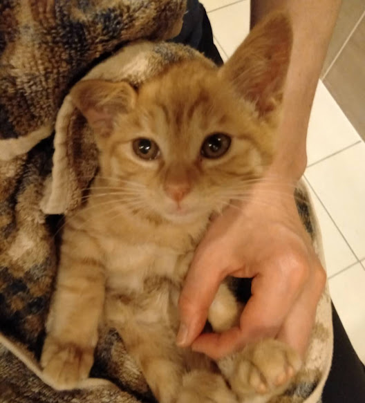 人気の茶トラ、ぷっくりもっちり『タンちゃん』