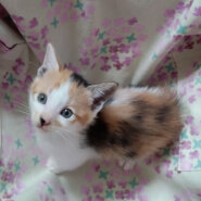 ５月７日生まれ馴れてる６兄妹『こはる』