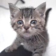 5月31日入所のキジトラの子猫の男の子