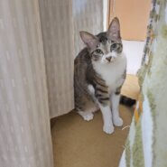 お鼻がハートの可愛い女の子