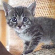 5月16日入所のキジトラの男の子