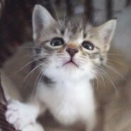 5月16日入所のキジ白の女の子