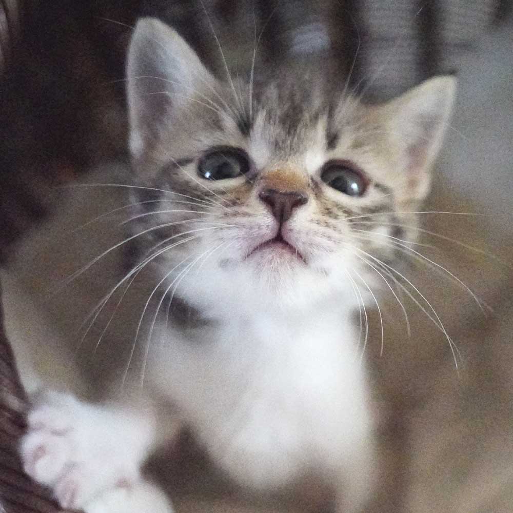 5月16日入所のキジ白の女の子