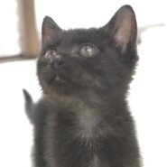 5月27日入所の黒の男の子