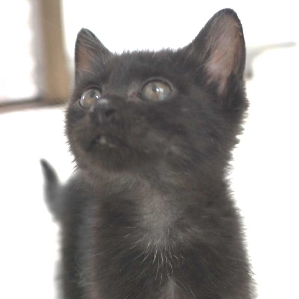 5月27日入所の黒の男の子