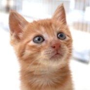 5月27日入所の茶トラの男の子