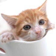 5月27日入所の茶白の男の子