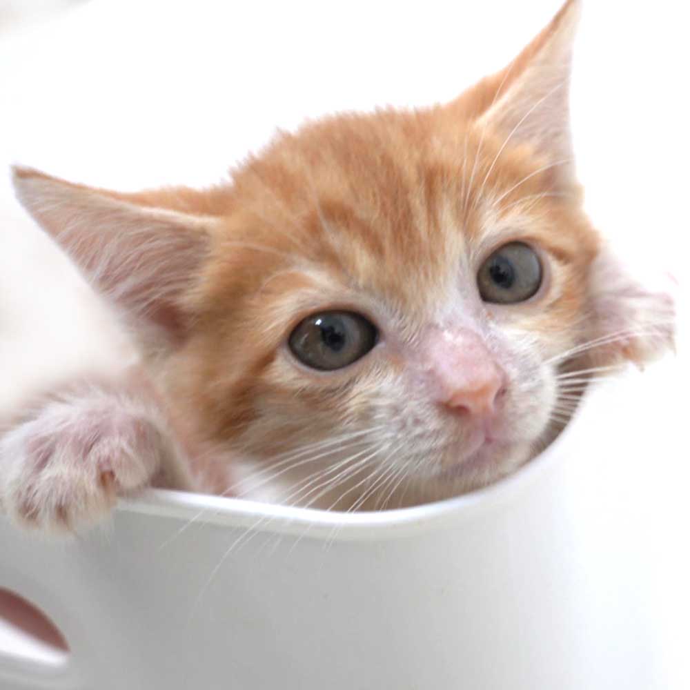 5月27日入所の茶白の男の子