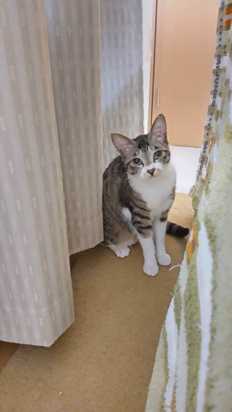 お鼻がハートの可愛い女の子